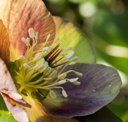 Helleborus (Christmas Rose)