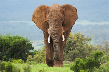 Naklejka na ściany i meble African Elephant, Loxodonta africana, South Africa
