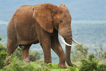Fototapeta na wymiar African Elephant, Loxodonta africana, South Africa