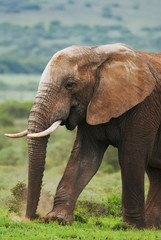 Fototapeta na wymiar African Elephant, Loxodonta africana, South Africa
