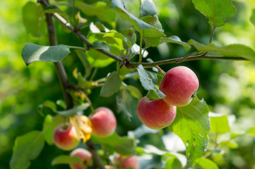 Apple tree with apples