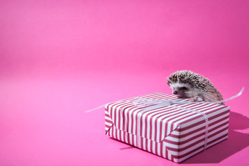Little hedgehog sits on the present on pink background