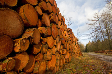 Harvest in forestry: piled tree trunks next to a path