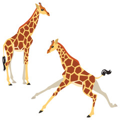 Fototapeta premium Vector illustration of standing and running giraffes isolated on white background