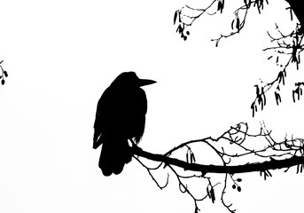 ROOK - A black bird sits on a branch