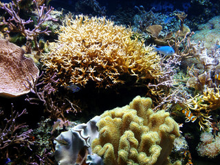 Colorful coral reef closeup