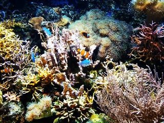 Fototapeta na wymiar Coral reef closeup