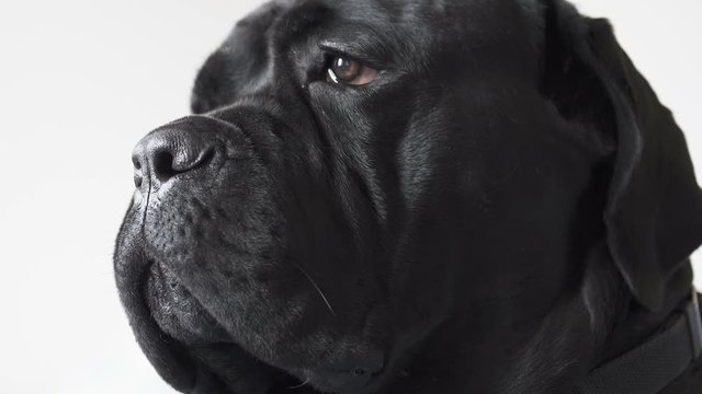 A Portrait of Dog Cane Corso looking to camera seriously. Close up