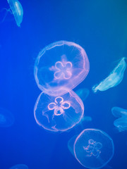 transparent jellyfish floating in the water