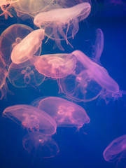 transparent jellyfish floating in the water