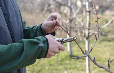 Tree pruning during sunny winter day