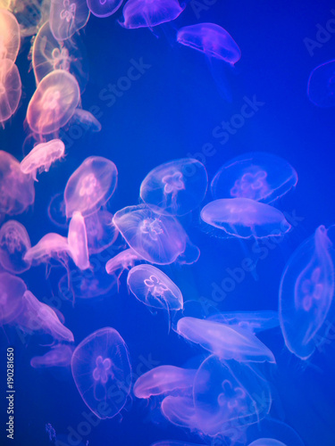 transparent jellyfish floating in the water" stock photo and transparent jellyfish floating in the water" stock photo and, Presentation templates
