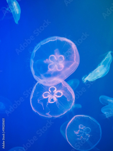transparent jellyfish floating in the water" stock photo and transparent jellyfish floating in the water" stock photo and, Presentation templates