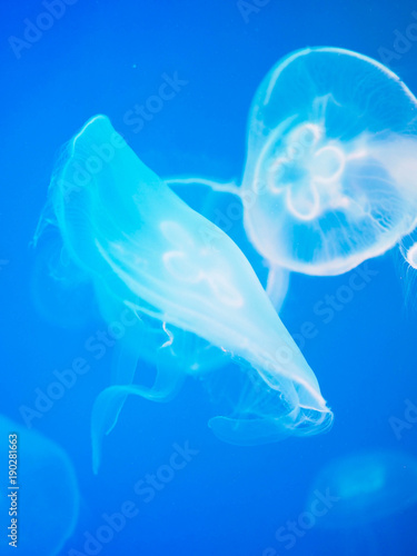 transparent jellyfish floating in the water" stock photo and transparent jellyfish floating in the water" stock photo and, Presentation templates