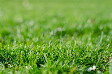 Lawn of green grass