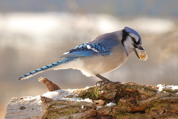 Blue Jay with a Peanut on a Snowy Log