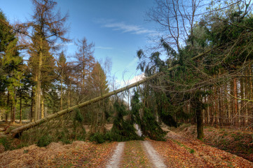 Pine tree blown over by storm blocks a path through a forest