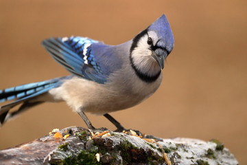 Blue Jay on an Icy Log with Bird Seed
