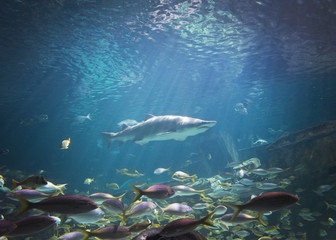 Fototapeta premium The Underwater View