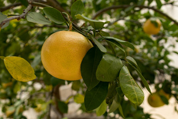 Grapefruits growing on tree, close-up