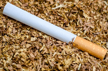 Cigarette Tobacco with cigarette.