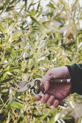Pruning shrubs during sunny winter day, close up view on hands and pruning shear