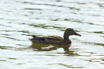 Duck swimming on the pond
