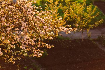fruit trees blossomed with white flowers in the backyard