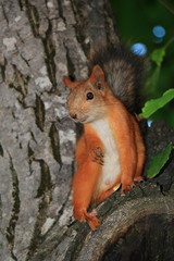 Naklejka na ściany i meble Red squirrel sits on a tree trunk