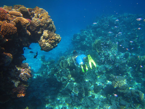 underwater, sea, coral, fich, reef, ocean, diving, red sea, coral reef, blue, tropical, scuba, nature, egypt, 