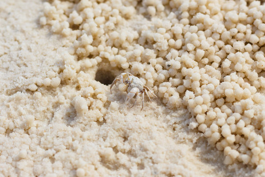 Closeup of Sand bubbler crab in Cambodia