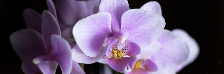 Violette Orchidee isoliert vor schwarzem Hintergrund