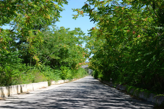 Road with trees at the sides Ailanto
  