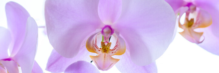 Pinke Phalaenopsis Orchidee isoliert vor weißem Hintergrund - Banner