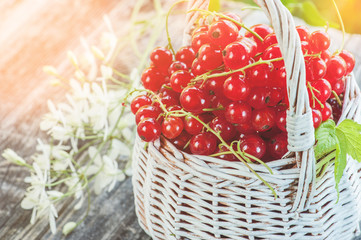Ripe red currant berries in a white wicker basket on a background of small white flowers of clematis in the sun.