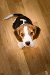 Puppy beagle dog on the floor cute eyes looks up