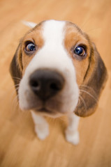 Beagle dog puppy cute eyes close up wide angle