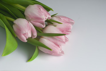 Różowe tulipany na białym tle - obrazy, fototapety, plakaty