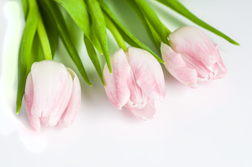 Naklejka premium Różowe tulipany na białym tle