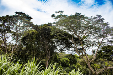 Obraz premium Canopy of Trees against the Blue, Cloudy Sky in the Rainforest on Mombacho Volcano, Nicaragua