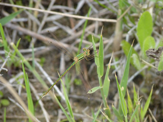 Migrant Spreadwing on the Lycian Way