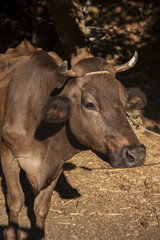 Obraz premium Portrait of cow and horns