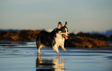Welsh Pembroke Corgi running on wet sand beach