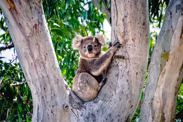 Keuken spatwand met foto Koala in een boom © Joel