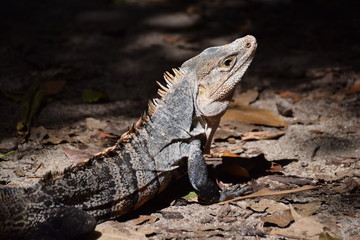 Black Iguana in Costa Rica