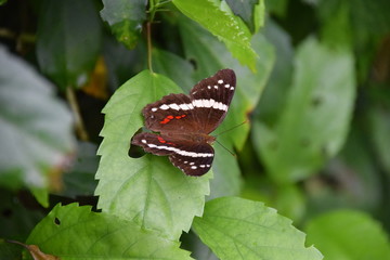 Butterfly in Costa Rica
