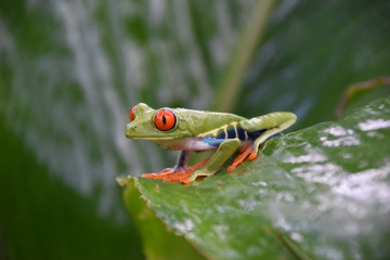 Red-eyed Tree Frog, Costa Rica