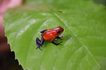 Scarlet Poison-dart Frog, Costa Rica