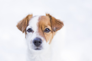 portrait of a young cute small dog in the snow looking at the camera. Brown and white colors.Outdoors, white background. Nature