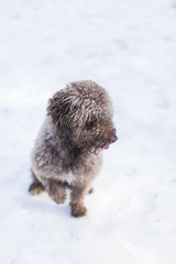 Obraz premium portrait of a young cute small water dog in the snow. Brown color.Outdoors, white background. Nature